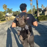 frenchies comminuty frenchiescommunity shop frenchie backpack