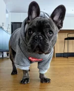 frenchies comminuty frenchiescommunity shop pupreme grey hoodie