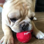 frenchies comminuty frenchiescommunity shop red training ball