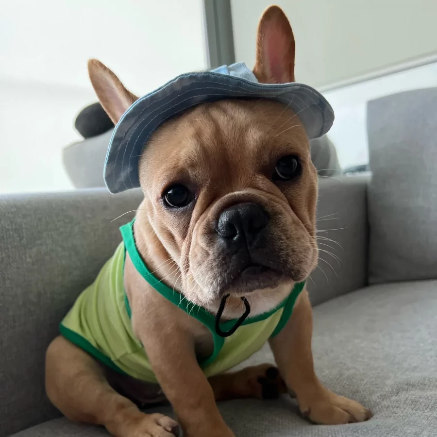 frenchies comminuty frenchiescommunity shop summer frenchie cap