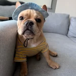 frenchies comminuty frenchiescommunity shop summer frenchie cap