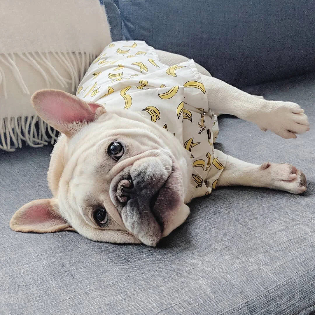 French Bulldog Pajamas, Frenchie Clothing