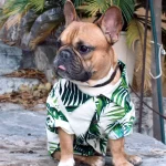 frenchies community beach life french bulldog shirt