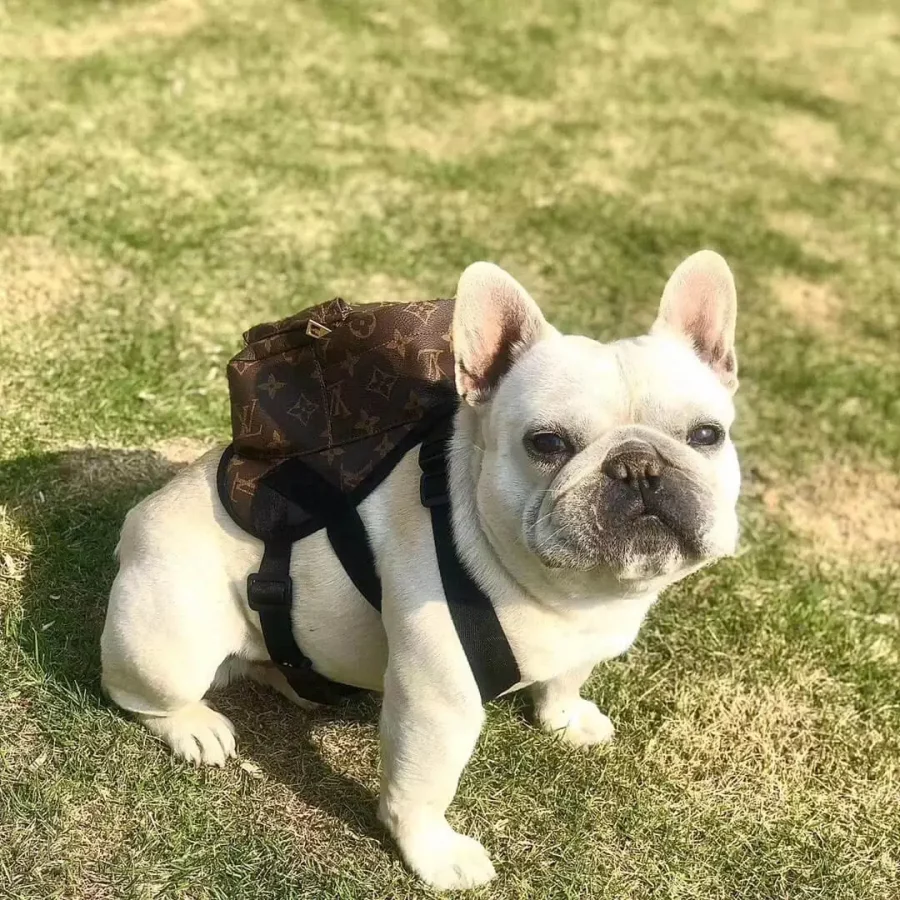 frenchies community chewy print dog backpack