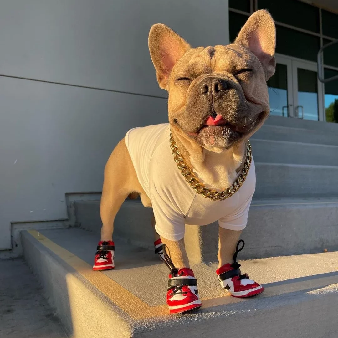 Chewy V Walking Set - Hype Pups, Pet Boutique