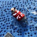frenchies community clownfish summer french bulldog life jacket