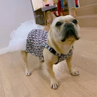 frenchies community dogior designer cute dog dress
