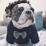 frenchies community navy french bulldog sweater