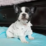 frenchies community pawlenciaga designer dog shirt