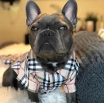 frenchies community plaid french bulldog-shirt