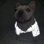 frenchies community reflective lv dog raincoat