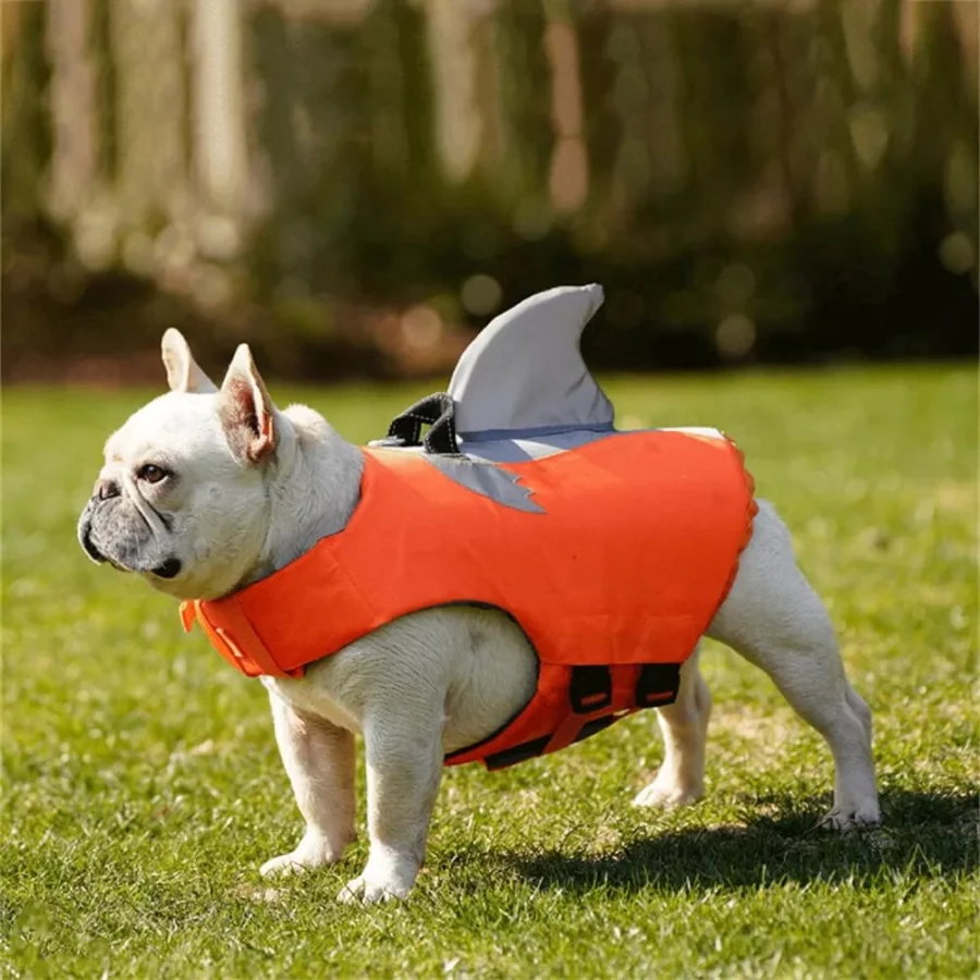 frenchies community sharky frenchie life jacket