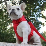 frenchies community shop frenchiescommunity breathable lightweight harness