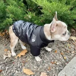 frenchies community shop frenchiescommunity dog face puffer jacket