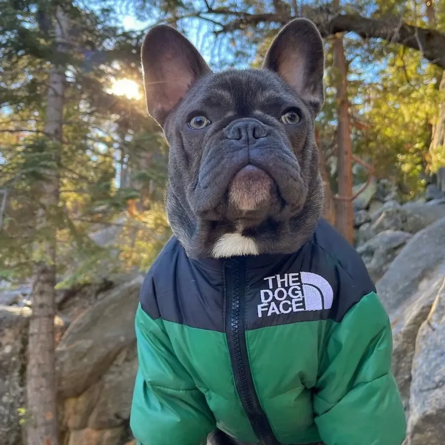 frenchies community shop frenchiescommunity dog face puffer jacket
