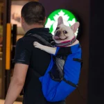frenchies community shop frenchiescommunity french bulldog backpack