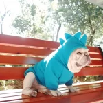 frenchies community shop frenchiescommunity french bulldog dinosaur hoodie