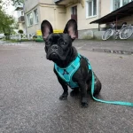 frenchies community shop frenchiescommunity french bulldog harness leash