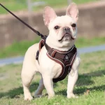 frenchies community shop frenchiescommunity french bulldog harness leash