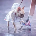 frenchies community shop frenchiescommunity french bulldog raincoat