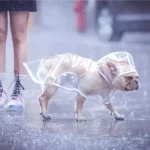 frenchies community shop frenchiescommunity french bulldog raincoat