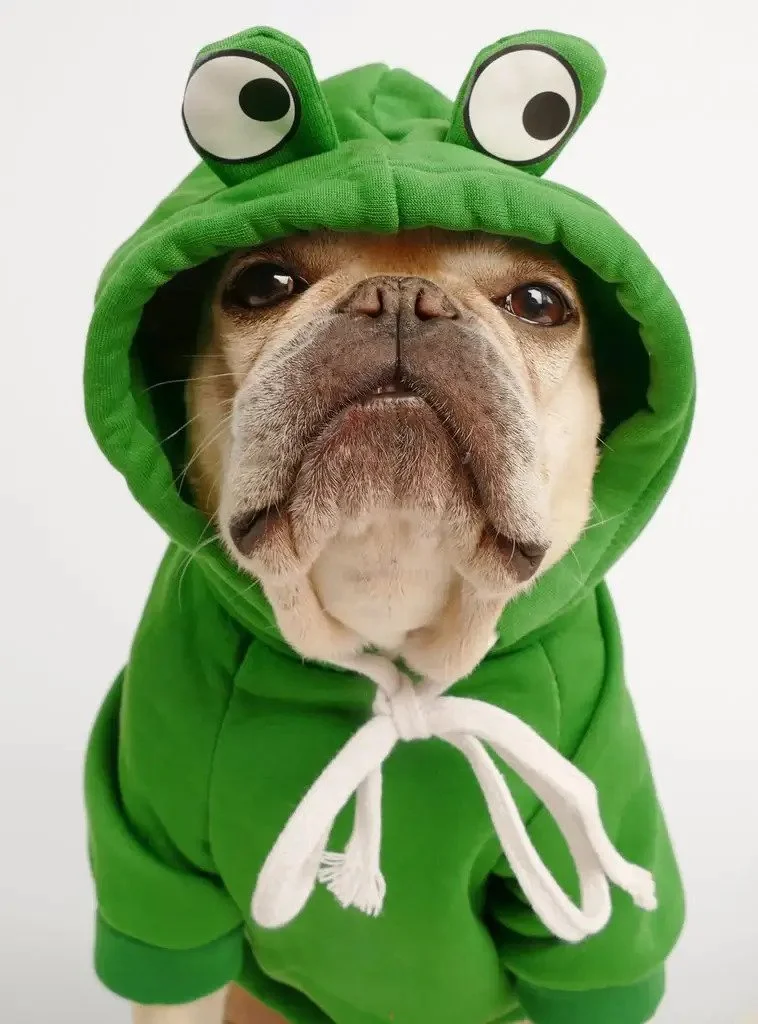 frenchies community shop frenchiescommunity frenchie frog hoodie