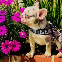 frenchies community shop frenchiescommunity fur baby dog harness leash set