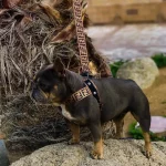 frenchies community shop frenchiescommunity fur baby dog harness leash set