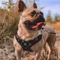 frenchies community shop frenchiescommunity louie black edition harness leash