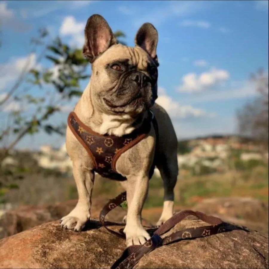 frenchies community shop frenchiescommunity louie brown edition harness leash