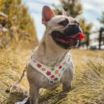 frenchies community shop frenchiescommunity louie white edition harness leash