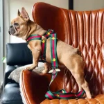 frenchies community shop frenchiescommunity pawcci bee harness leasah