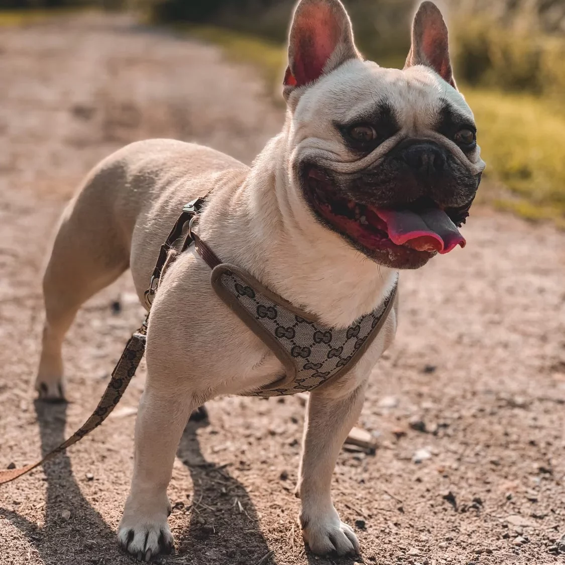 LV Dog Leash & Harness Set – Purrfect Puppy