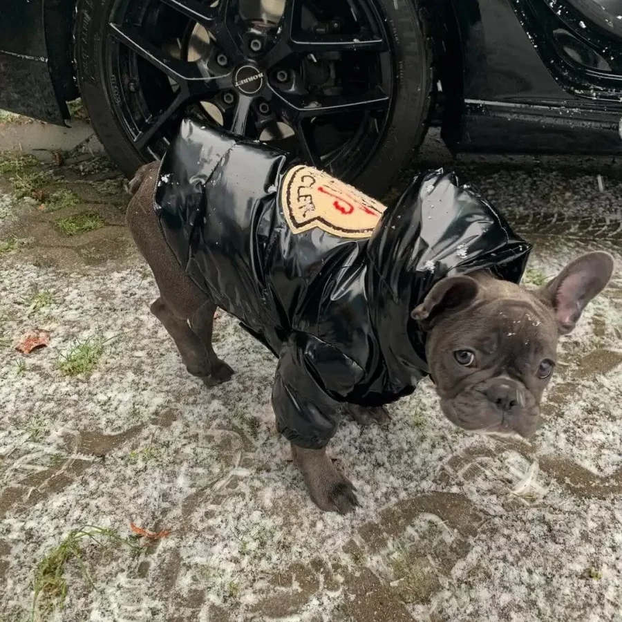 frenchies community shop frenchiescommunity pawecler puffer dog jacket