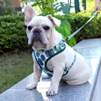 Pawcci Harness & Leash  Elite French Bulldog Harness Set