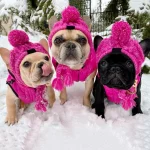 frenchies community shop frenchiescommunity pink gray winter warm hat