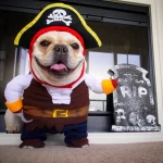 frenchies community shop frenchiescommunity pirate french bulldog costume