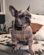 frenchies community shop frenchiescommunity pupberry winter sweater