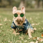 frenchies community tropical breeze shirts