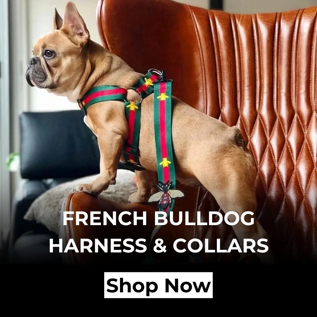 frenchies community home harness & collars banner