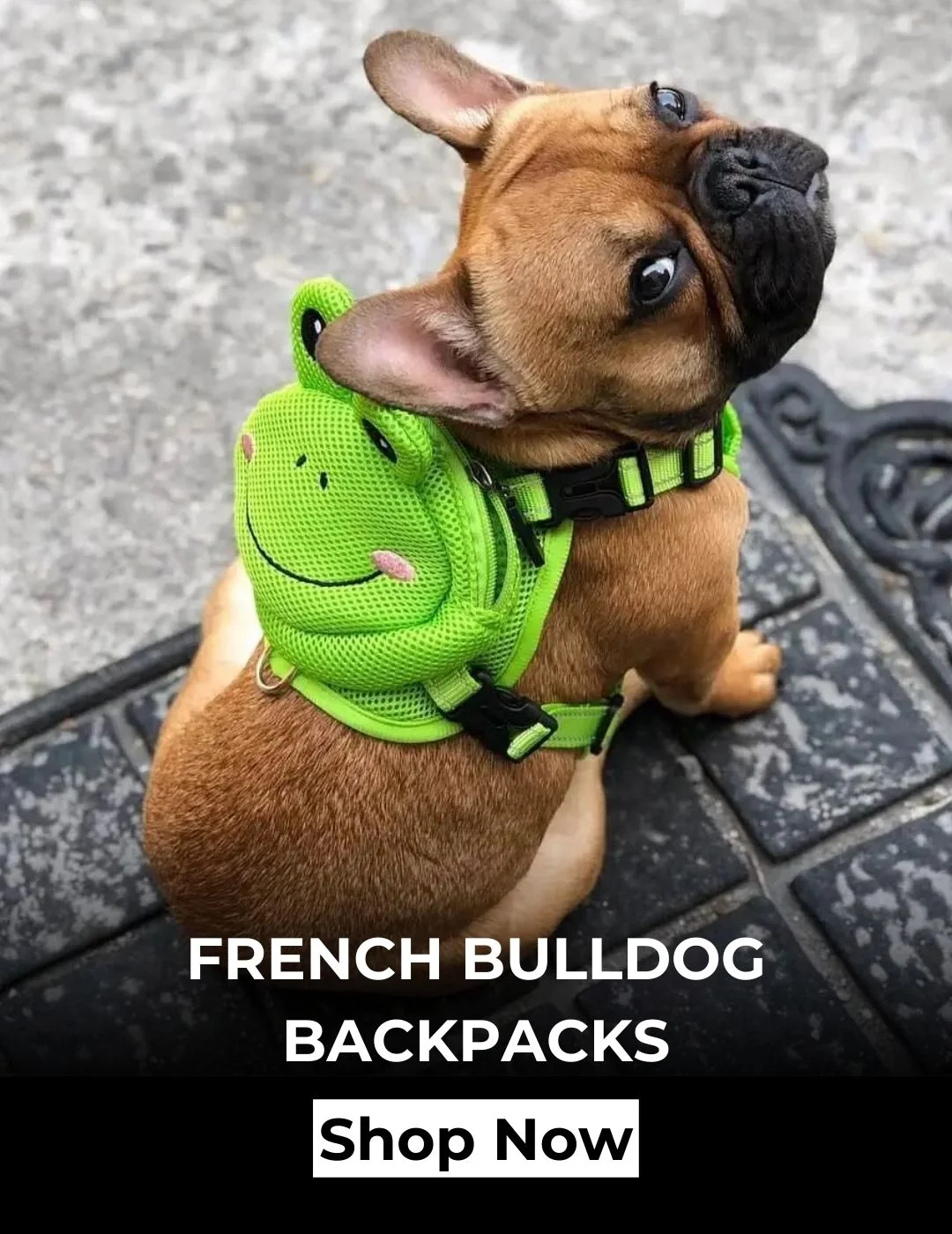 frenchies community home backpacks banner