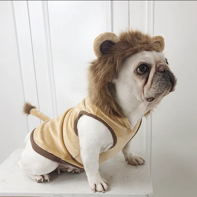frenchies community french bulldog lion costume