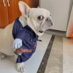 frenchies community frenchie police costume