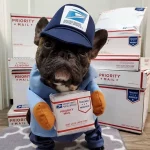 frenchies community us mail french bulldog costume
