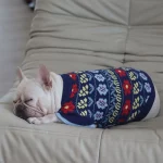 frenchies community blue frenchie sweater with flowers