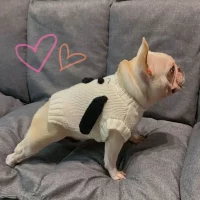 frenchies community french bulldog puppy sweater