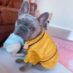 frenchies community luxurious french bulldog pajamas