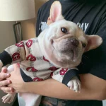 frenchies community pawcci wool french bulldog sweater