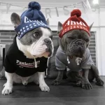 frenchies community pawlenciaga french bulldog hoodie