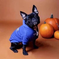 frenchies community pawlenciaga french bulldog hoodie